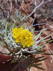 Hymenolepis