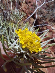 Hymenolepis