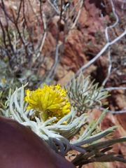 Hymenolepis