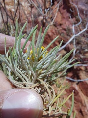 Hymenolepis
