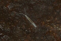 Scutigerella