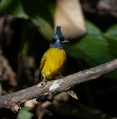 Rubigula flaviventris
