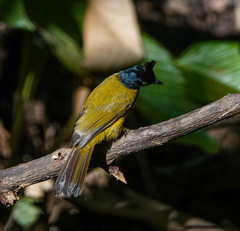 Rubigula flaviventris