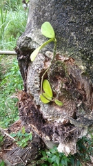 Hoya