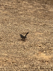 Cercotrichas coryphoeus