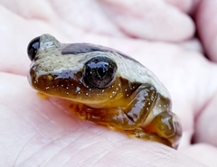 Afrixalus fornasini