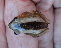 Afrixalus fornasini