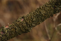 Melanohalea septentrionalis