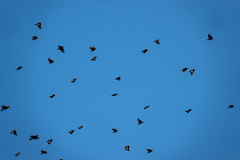 Ampeliceps coronatus