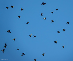 Ampeliceps coronatus