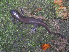 Ambystoma velasci