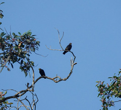 Ampeliceps coronatus