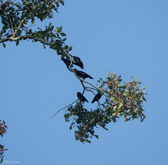 Ampeliceps coronatus