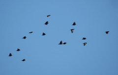 Ampeliceps coronatus