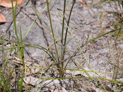 Lomandra purpurea