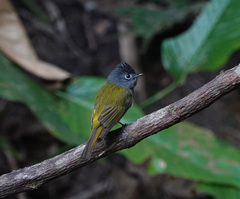 Culicicapa ceylonensis