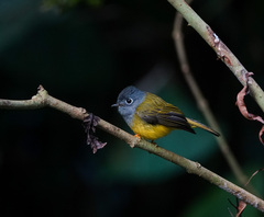 Culicicapa ceylonensis