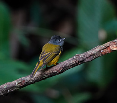 Culicicapa ceylonensis