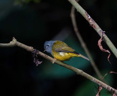 Culicicapa ceylonensis