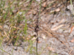 Lomandra purpurea