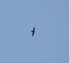 Hirundapus giganteus