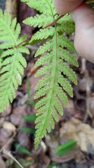 Tectaria devexa