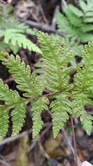 Tectaria devexa