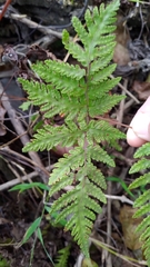 Tectaria devexa