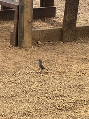 Cercotrichas coryphoeus