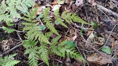 Tectaria devexa