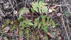 Tectaria devexa