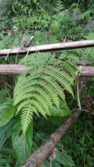 Pteris tripartita