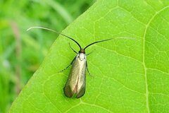 Cauchas rufimitrella