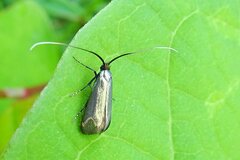 Cauchas rufimitrella