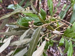 Eucalypteae