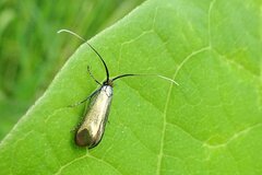 Cauchas rufimitrella