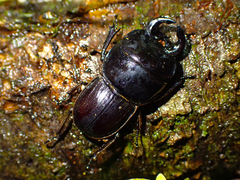 Geodorcus helmsi