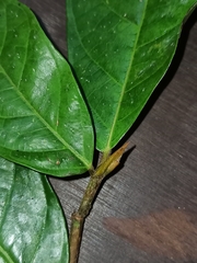 Ficus rosulata