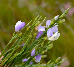 Psoralea usitata