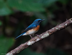 Cyornis rubeculoides