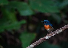 Cyornis rubeculoides