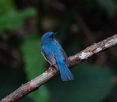 Cyornis rubeculoides