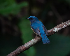 Cyornis rubeculoides