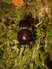 Geodorcus helmsi