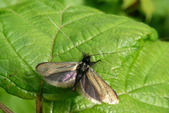 Adela reaumurella