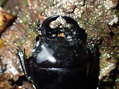 Geodorcus helmsi