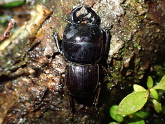 Geodorcus helmsi