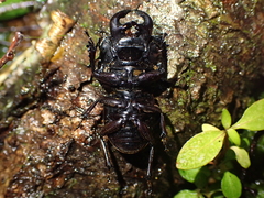 Geodorcus helmsi