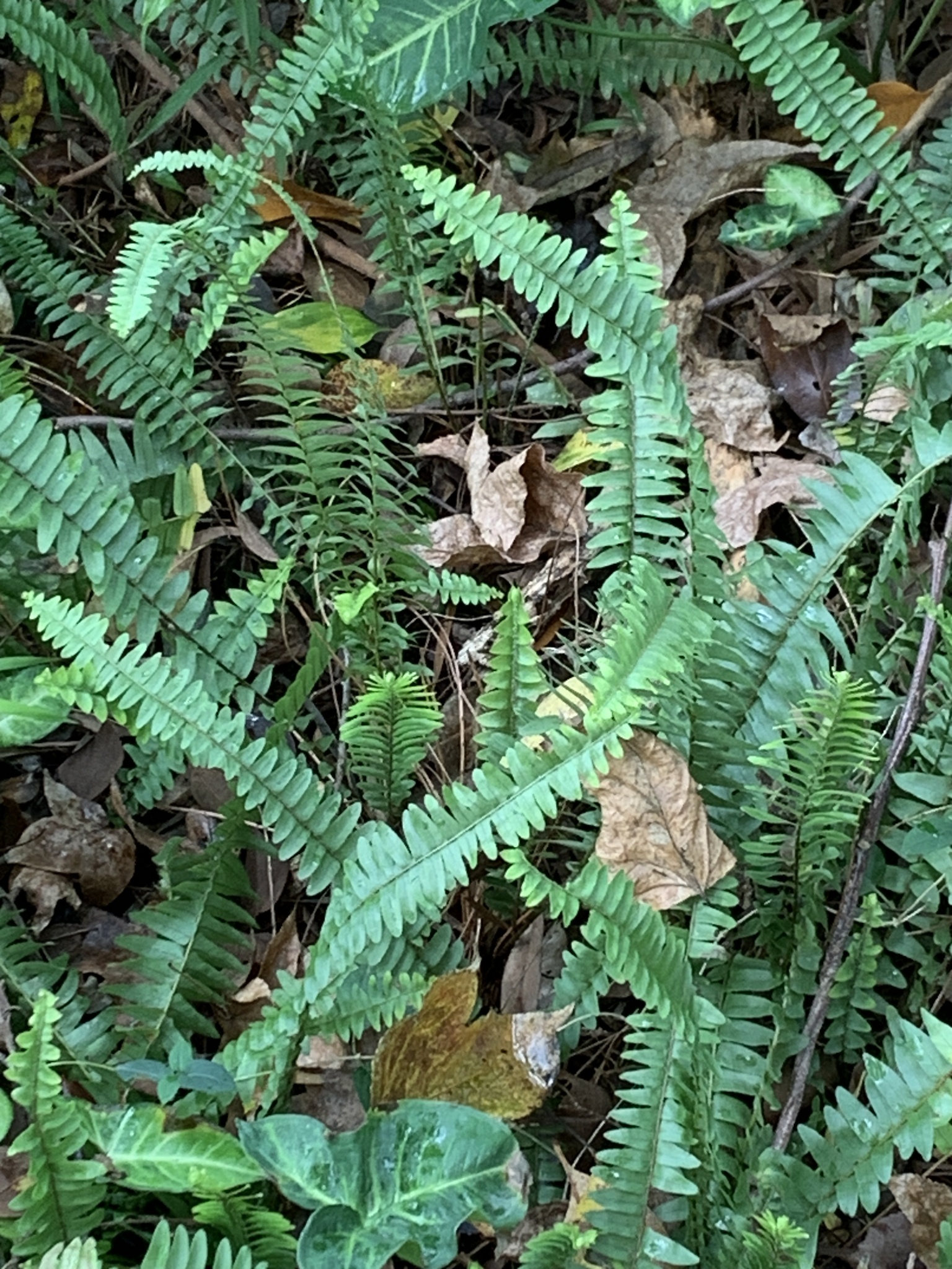 Nephrolepis cordifolia (L.) C.Presl