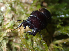 Geodorcus helmsi